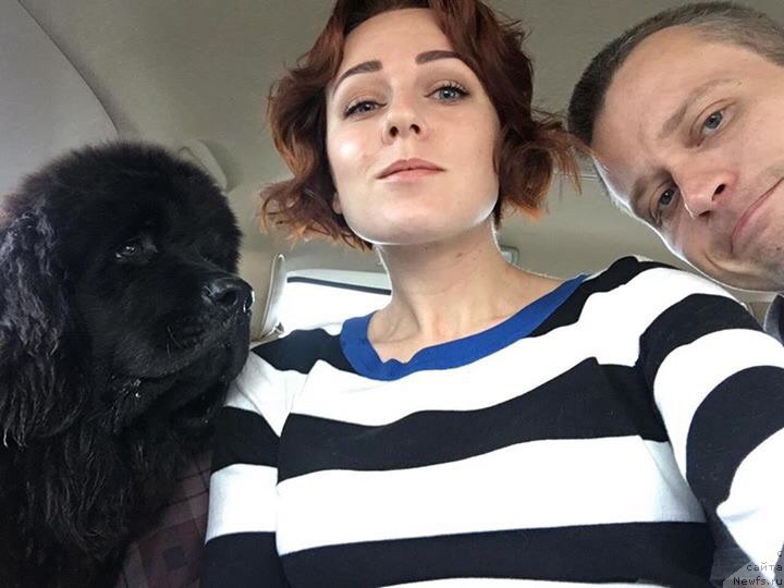 Фото: ньюфаундленд Браунблад MCК Лави Нэман (Brownblood MSK Lavy Neman)