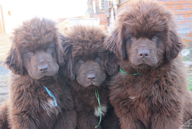 Фото: ньюфаундленд Браунблад МСК Джейн Венди, ньюфаундленд Браунблад МСК Дрими Эйн (Brownblood MSK Drimi Ein), ньюфаундленд Браунблад МСК Джой Орсон