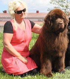 Фото: ньюфаундленд Vaskipuron Hercules Hirmuinen