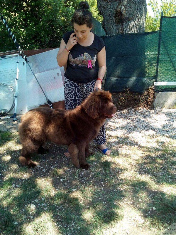 Фото: ньюфаундленд Браунблад МСК Аванти Дарлинг Кид (Brownblood MSK Avanti Darling Kid)