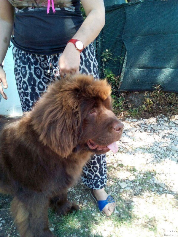 Фото: ньюфаундленд Браунблад МСК Аванти Дарлинг Кид (Brownblood MSK Avanti Darling Kid)