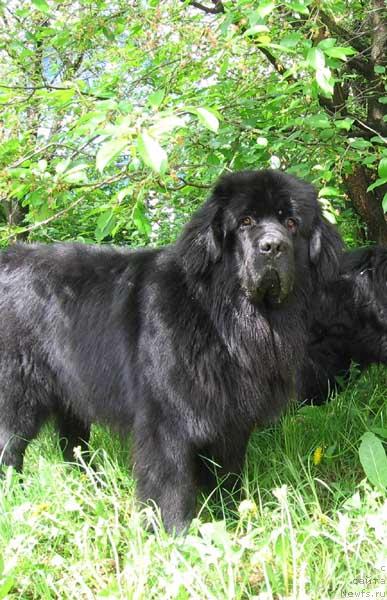 Фото: ньюфаундленд Ёши с Берега Дона