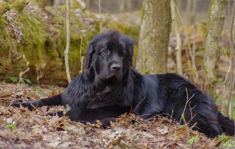 Фотография № 226002