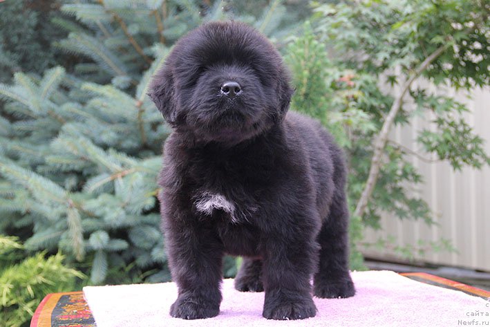 Фото: ньюфаундленд Лукас с Берега Дона (Lukas s Berega Dona)