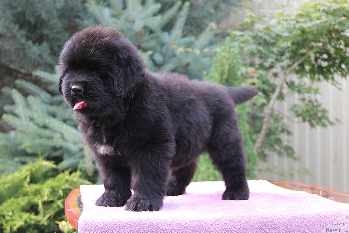 Фото: ньюфаундленд Лукас с Берега Дона (Lukas s Berega Dona)