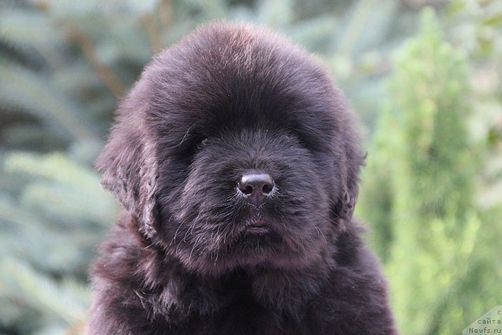 Фото: ньюфаундленд Лукас с Берега Дона (Lukas s Berega Dona)