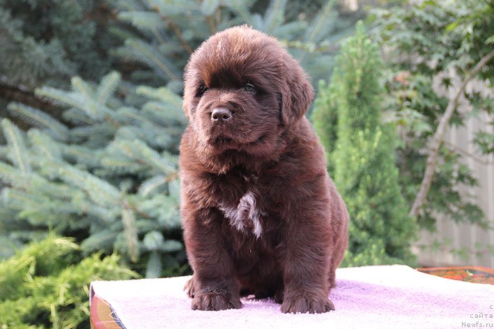 Фотография № 226013