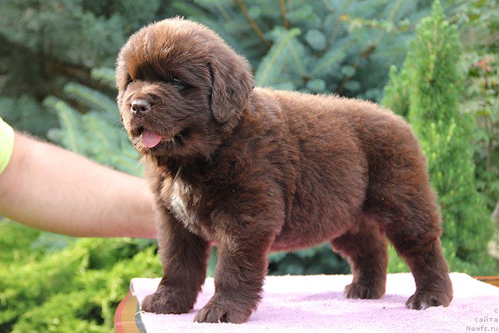 Фотография № 226014