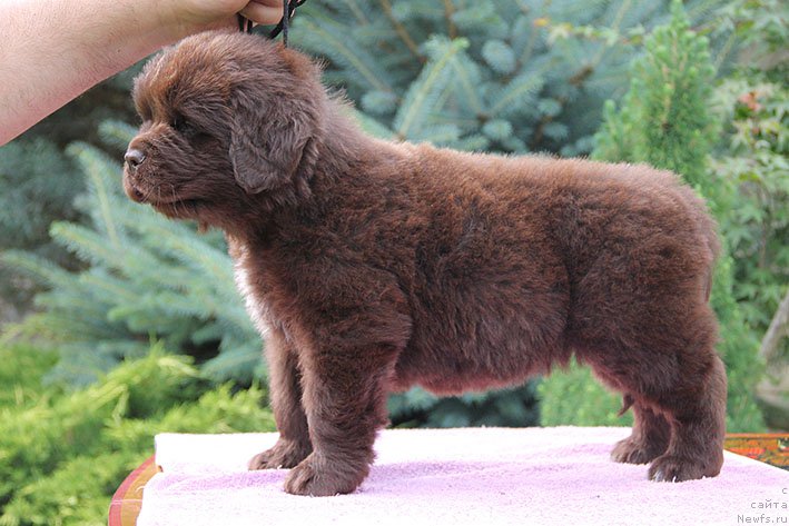 Фотография № 226015