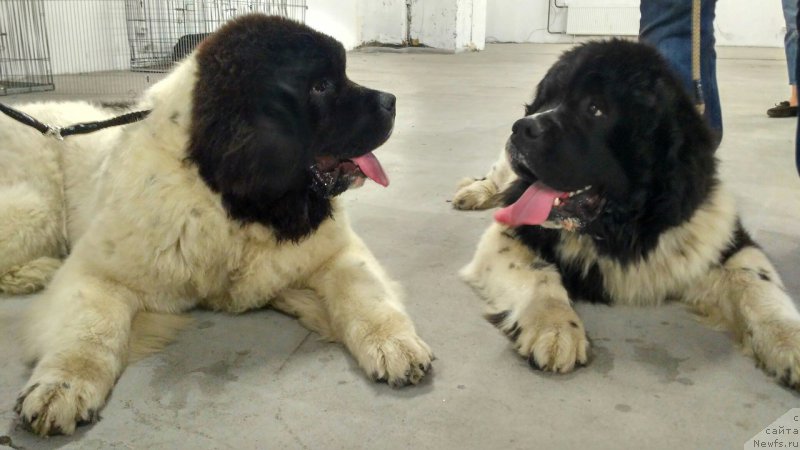 Фотография № 226018