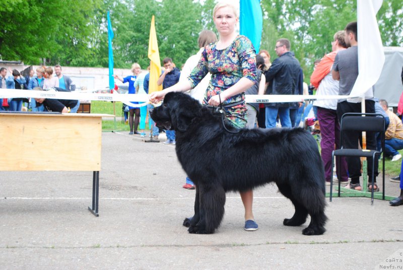 Фото: ньюфаундленд Атаман из Замка Мелвин