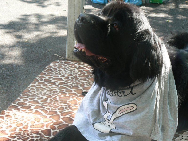 Фотография № 226023