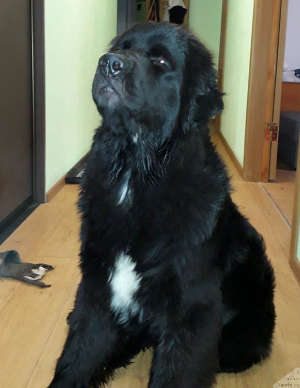 Фото: ньюфаундленд Черный Балу Лорд-Канцлер (Cherniy Balu Lord-Kantsler)