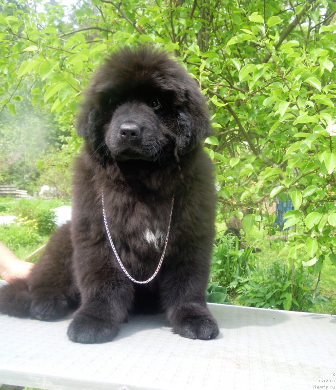 Фото: ньюфаундленд Для Альфы Дароксовая