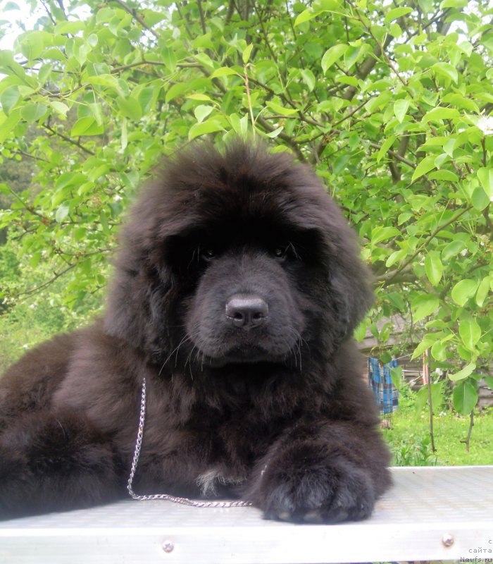 Фото: ньюфаундленд Для Альфы Дароксовая