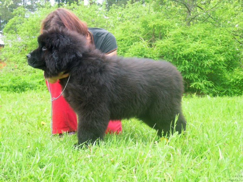 Фото: ньюфаундленд Для Альфы Дароксовая