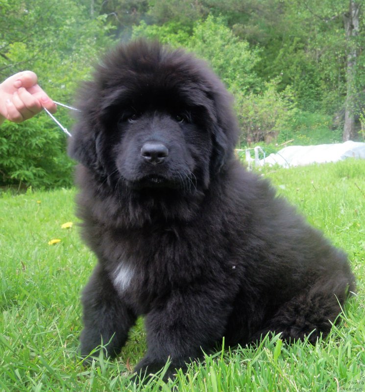 Фотография № 226053