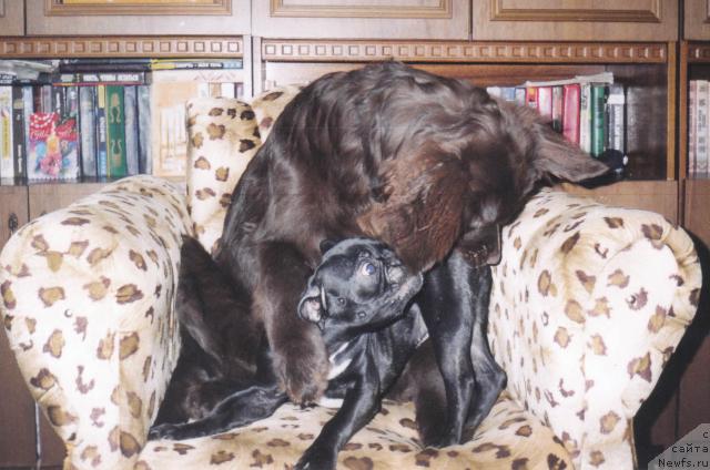 Фото: ньюфаундленд Тера Клайн