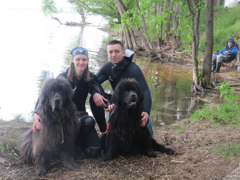 Фото: Анастасия Киреева, ньюфаундленд Дюрбахлер Клаб Альфаретта Виньетта, ньюфаундленд Мелти Вейв Марин Тифея (Melty Wave Marine Tifeya)