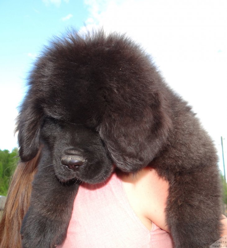 Фото: ньюфаундленд Дар Свезы Со Ит Шелл Би (Dar Svezy So it Shell Be), ньюфаундленд Бридж Овер Траблд Ривер (Bridge Over Troubled River)