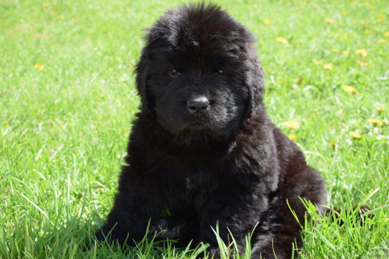 Фото: ньюфаундленд Супер Премиум Эскабаро Пабло