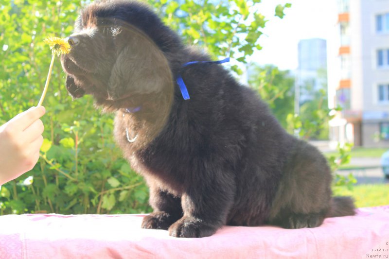 Фото: Кевин эс эль Амор (Кевин есть любовь)