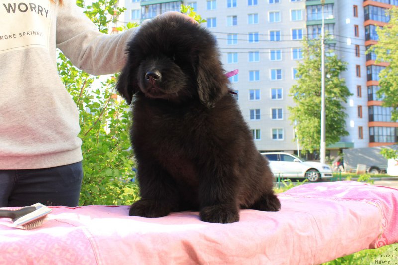 Фотография № 226112