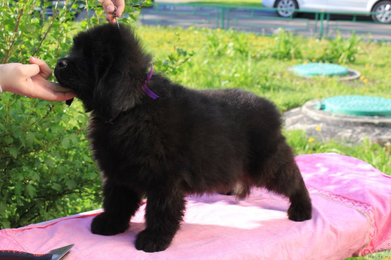 Фотография № 226114