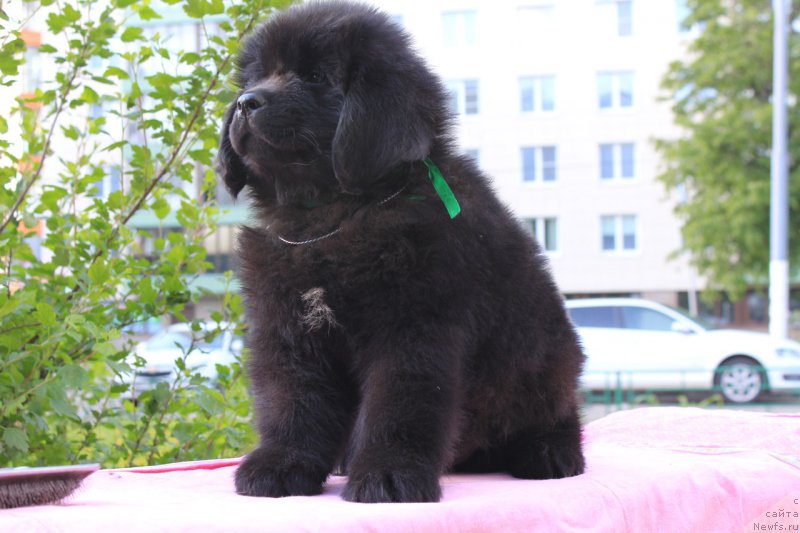 Фотография № 226117