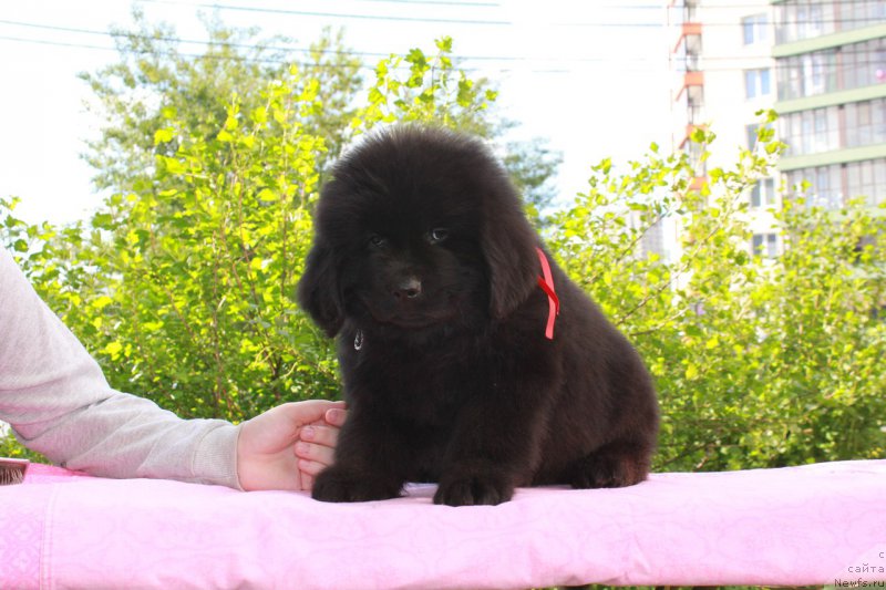 Фотография № 226122