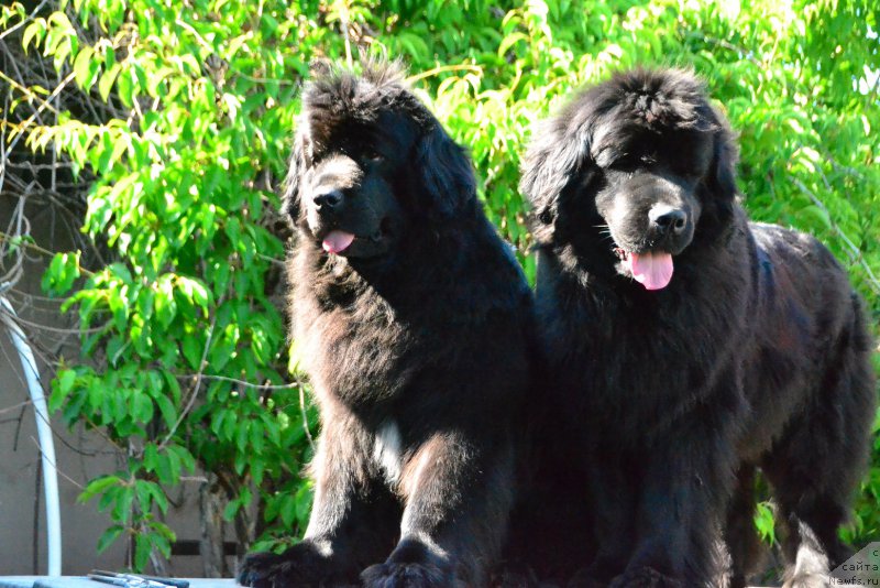 Фото: ньюфаундленд Талисман Моря Мишель, ньюфаундленд Талисман Моря Магия Волн