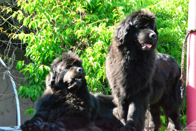 Фото: ньюфаундленд Талисман Моря Мишель, ньюфаундленд Талисман Моря Магия Волн