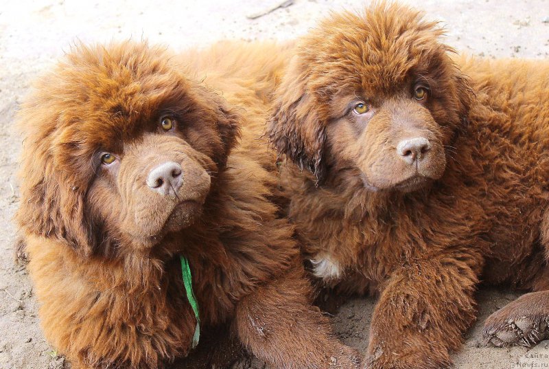 Фото: ньюфаундленд Браунблад МСК Джой Орсон, ньюфаундленд Браунблад МСК Дрими Эйн (Brownblood MSK Drimi Ein)
