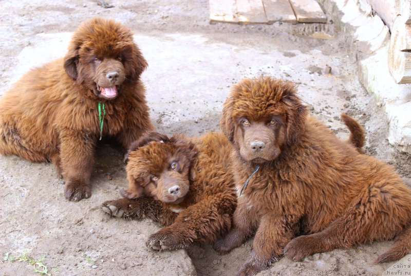 Фото: ньюфаундленд Браунблад МСК Джой Орсон, ньюфаундленд Браунблад МСК Дрими Эйн (Brownblood MSK Drimi Ein), ньюфаундленд Браунблад МСК Джейн Венди