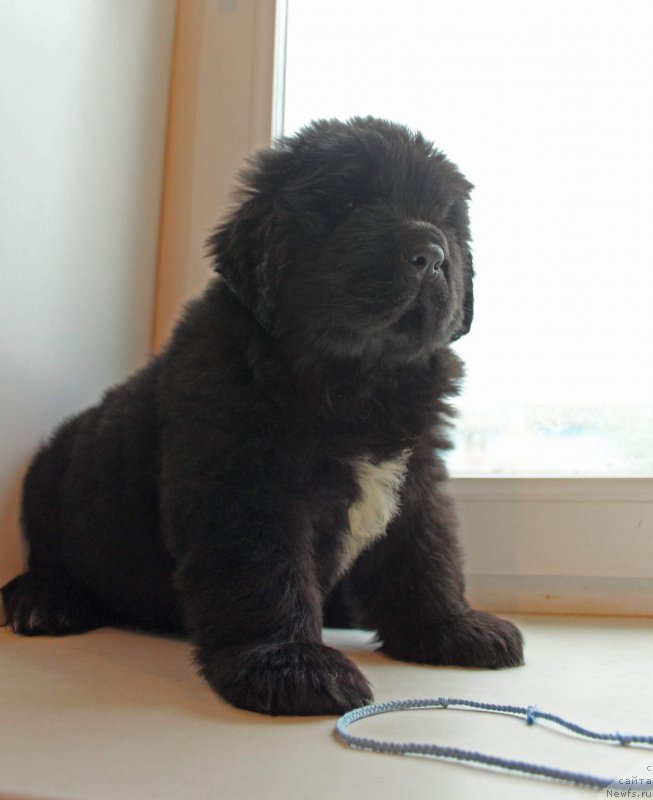 Фото: Кипер Соул Уэсли Снайпс