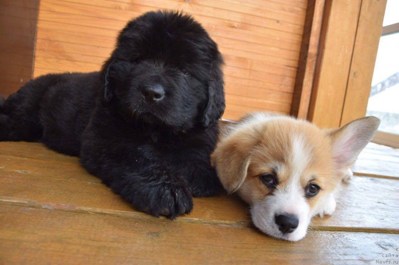 Фото: ньюфаундленд Супер Премиум Эскабаро Пабло