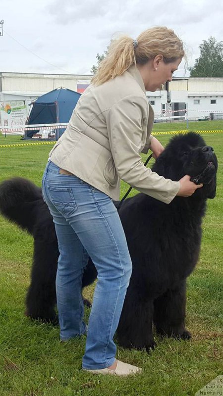 Фото: ньюфаундленд Эльбрус из Антаграда