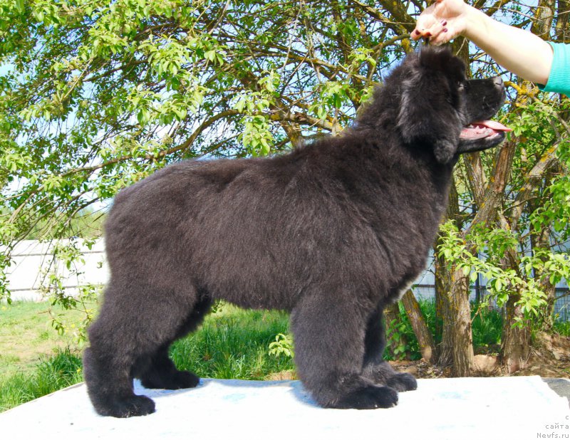 Фото: ньюфаундленд Даркфлайт Искандэр