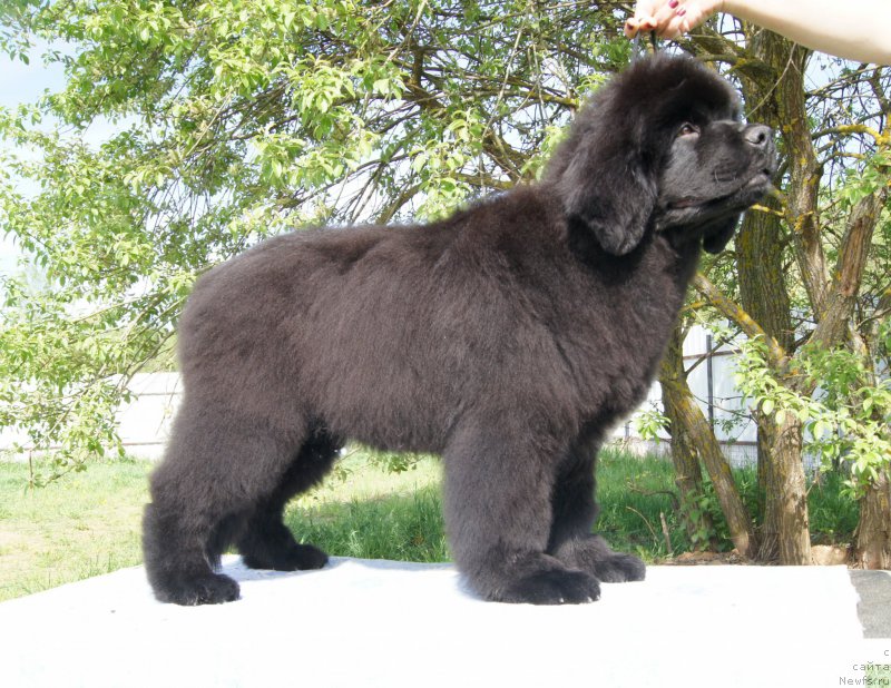 Фото: ньюфаундленд Даркфлайт Искандэр