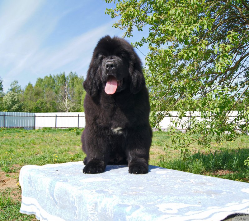 Фото: ньюфаундленд Даркфлайт Искандэр