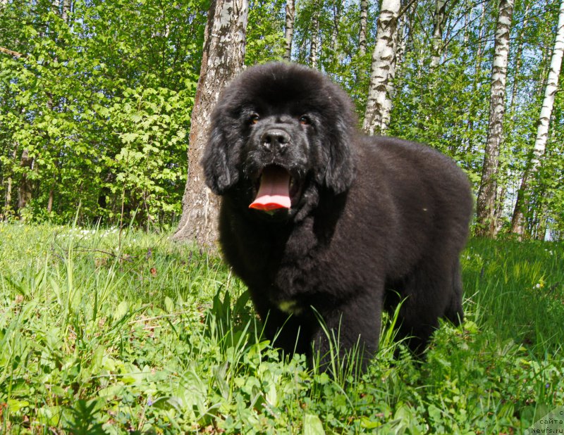 Фото: ньюфаундленд Даркфлайт Искандэр