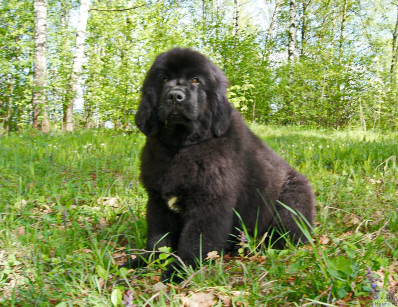 Фото: ньюфаундленд Даркфлайт Искандэр