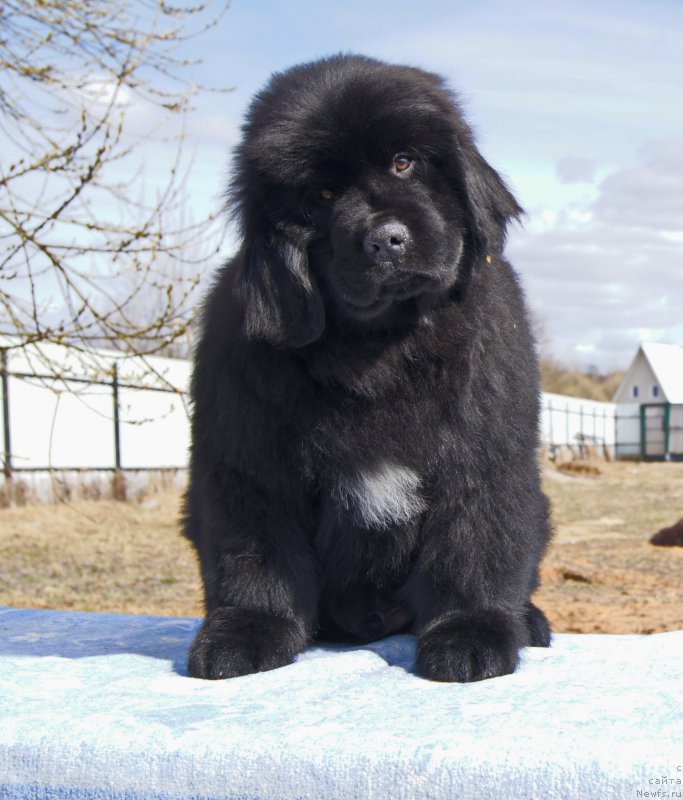 Фото: ньюфаундленд Даркфлайт Искандэр