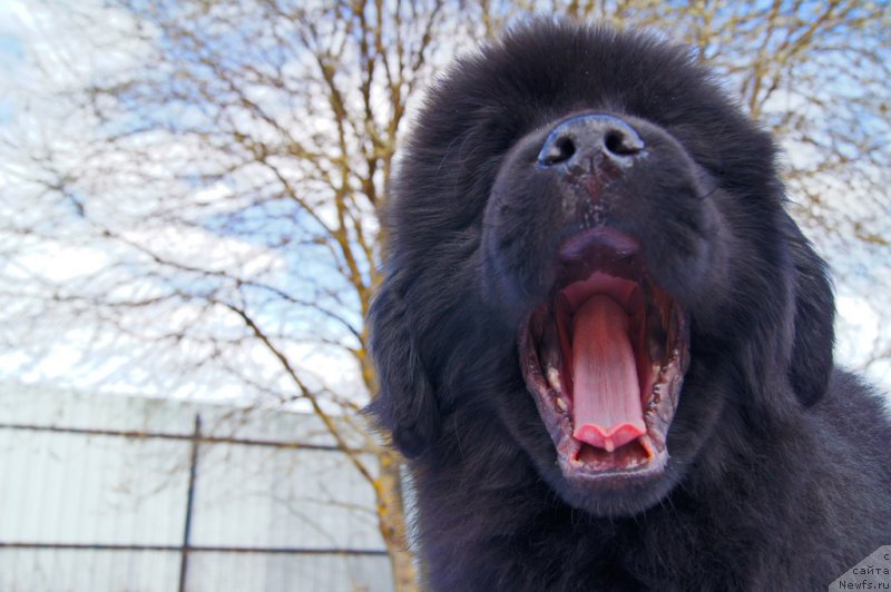 Фото: ньюфаундленд Даркфлайт Искандэр