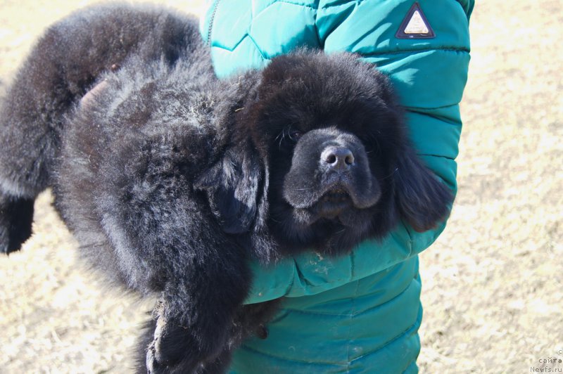 Фото: ньюфаундленд Даркфлайт Искандэр