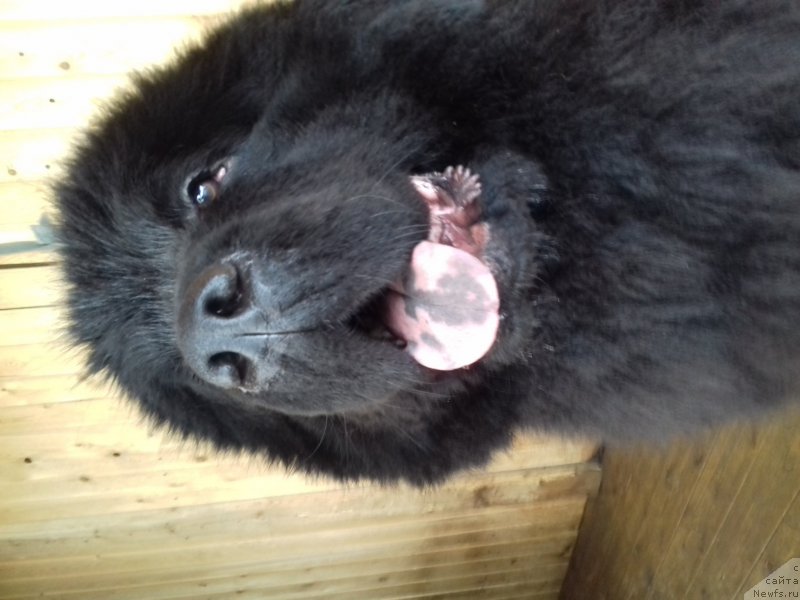 Фото: ньюфаундленд Черный Балу Евита Леона