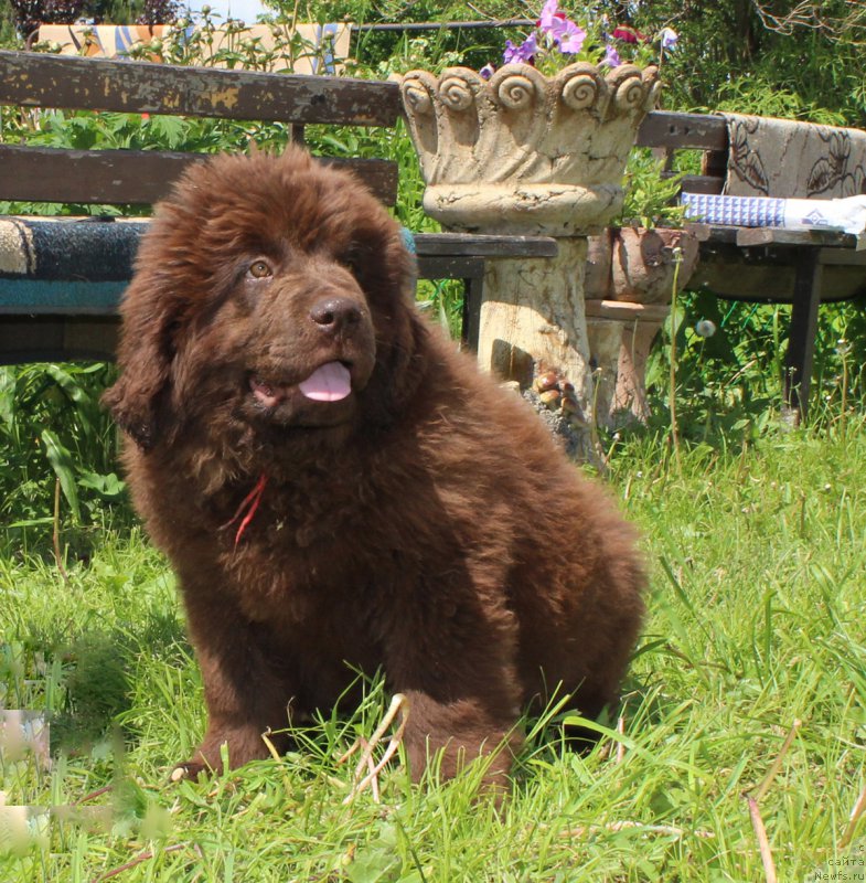 Фото: ньюфаундленд Браунблад МСК Дэлиция Шари (Brownblood MSK Delicia Shari)