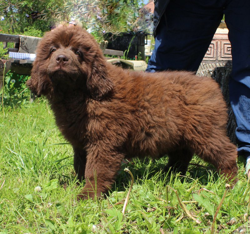 Фото: ньюфаундленд Браунблад МСК Дэлиция Шари (Brownblood MSK Delicia Shari)