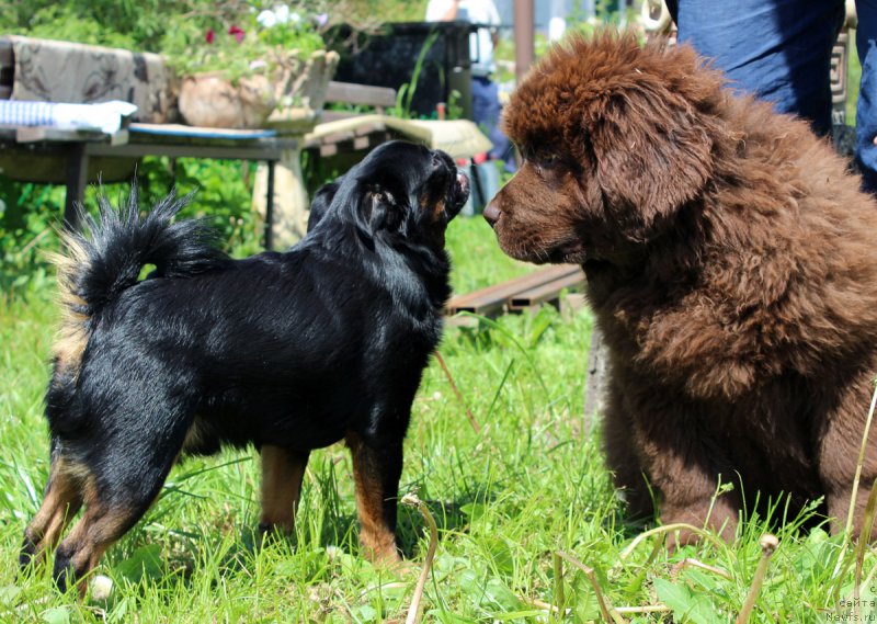 Фото: ньюфаундленд Браунблад МСК Дэлиция Шари (Brownblood MSK Delicia Shari)