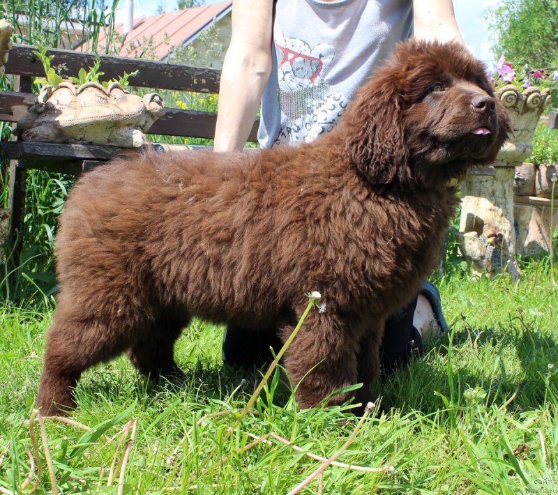 Фото: ньюфаундленд Браунблад МСК Дарли Ринна (Brownblood MSK Darley Rinna)